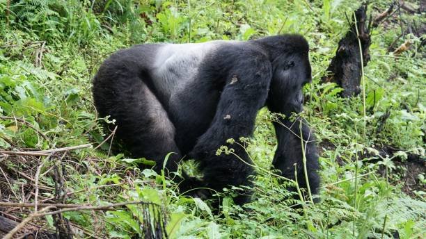 Mountain Gorilla Family in Bwindi Forest